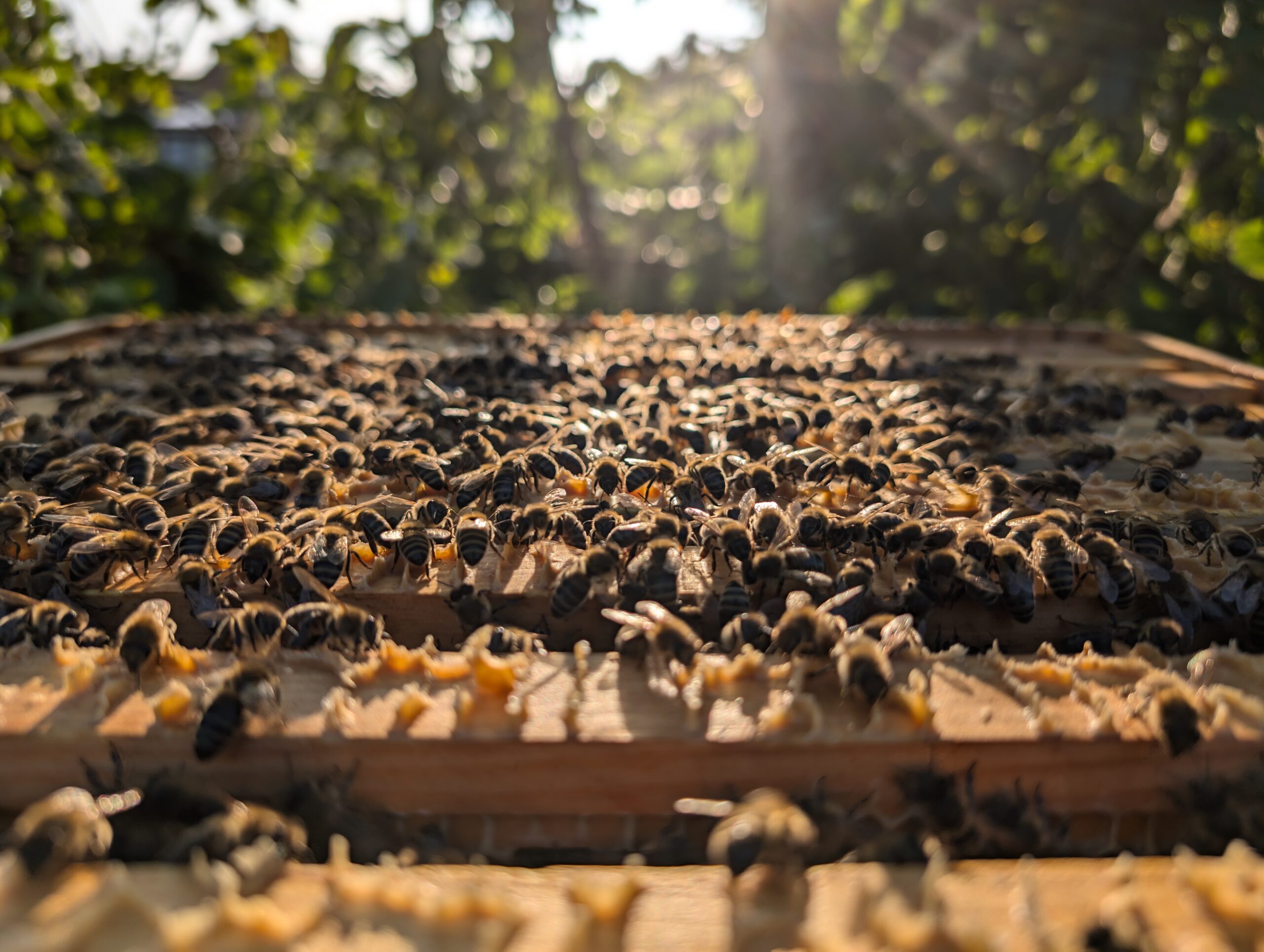 And the winner is…