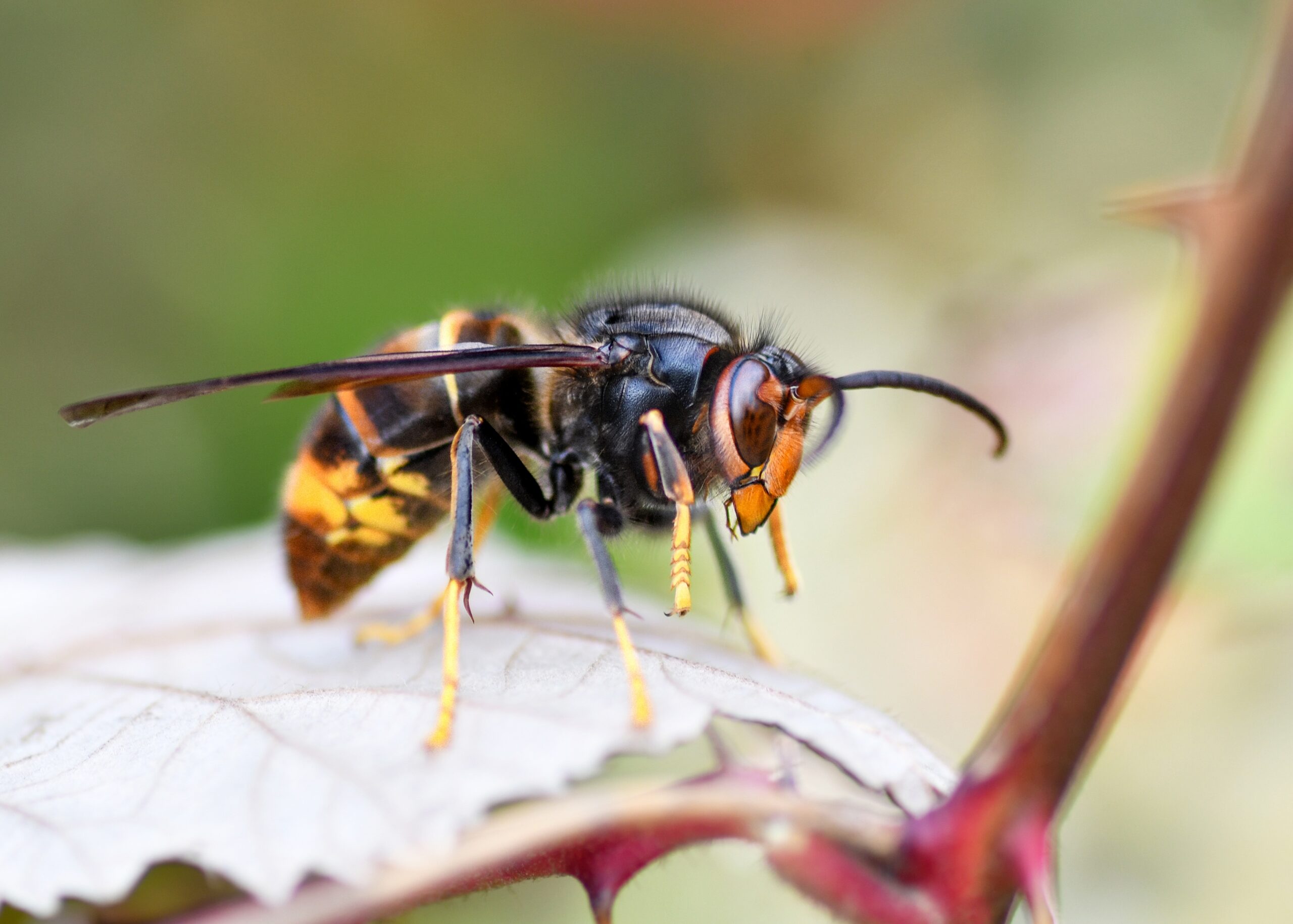 BuzzCopper vs the Asian hornet