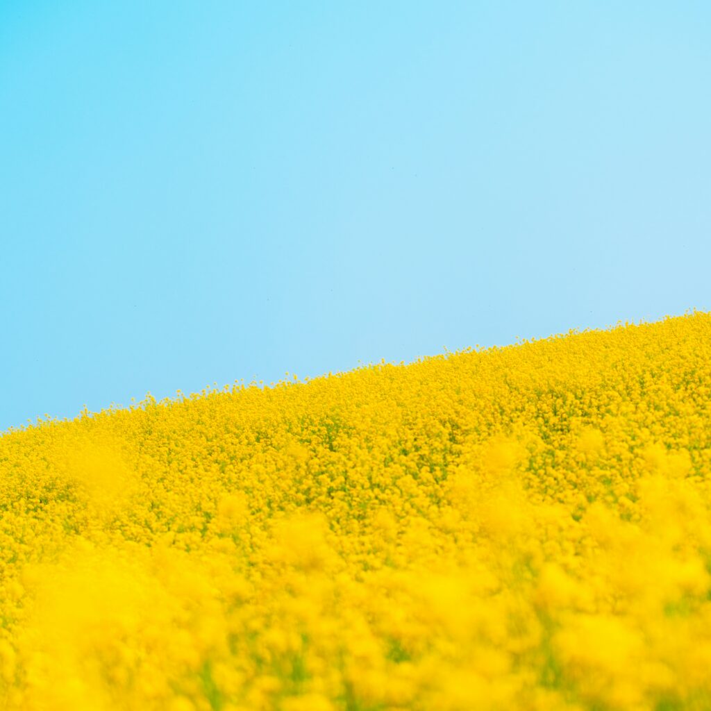 a field of yellow Oil Seed Rape flowers with a clear blue sky